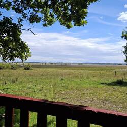 Blick zum Thurø-Rev ... hinter feuchten Wiesen