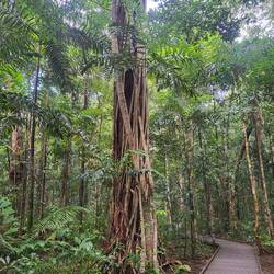 Dubuji boardwalk i Daintree