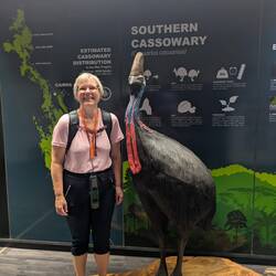 Endnu eneste cassowary vi har fundet