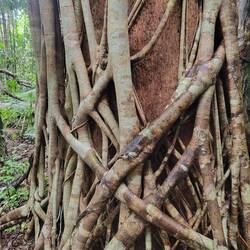 Træet er snart dækket af "Strangled fig"