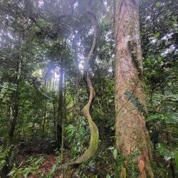 Vandretur på Madja boardwalk i Daintree