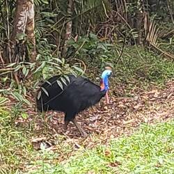Endelig fandt vi en cassowary.
