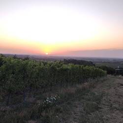 letzter Sonnenaufgang auf dem Pfälzer Weinsteig