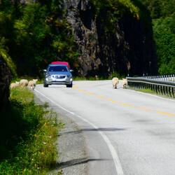Sheep wandering down the road