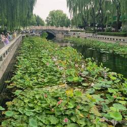 600 Jahre alte Steinbrücke mit Lotusblumen