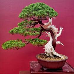 Bonsai
