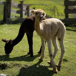 A pair of alpaca at Edelweiss Hut — Colfosco, Italy.