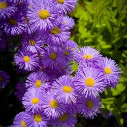 Purple fleabane in a garden near the church — Colfosco, Italy.