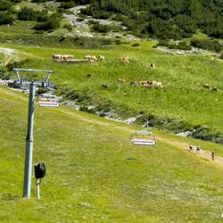 Horses and cows grazing in the mountains — Colfosco, Italy.