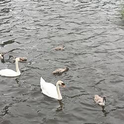 Die flauschige Gesellschaft 🩵