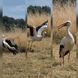 Klapperstorch