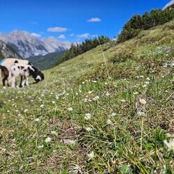 Meadow of Dryas and Ranunculus alpestris