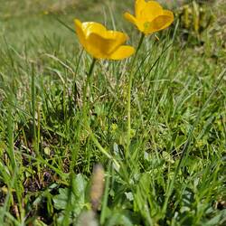 Ranunculus montanus