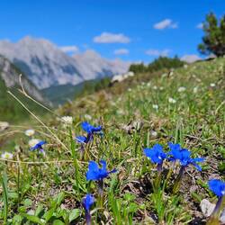 Gentiana verna