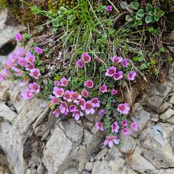Saxifraga caespitosa