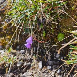 Soldanella alpina