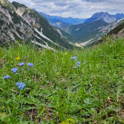 Myosotis alpestris