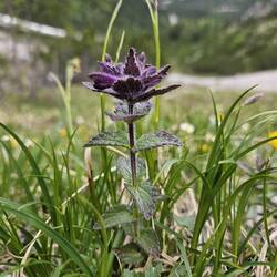 Bartsia alpina