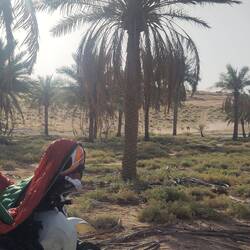 A camel stampede woke us up