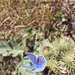 Wildtier des Tages🦋