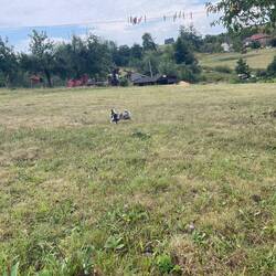 Suchbild: Kaninchen auf 3000 Quadratmetern (kennt auch keinen Stall)