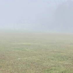 Suchbild: Schafe im Nebel