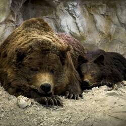 Cave bear and cub reproduction in the cave ... Museum Ladin Ursus ladinicus — San Cassiano, Italy.