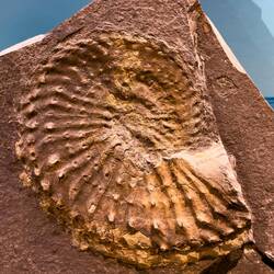 An ammonite fossil ... Museum Ladin Ursus ladinicus — San Cassiano, Italy.