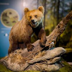Mounted cave bear @ Museum Ladin Ursus ladinicus — San Cassiano, Italy.
