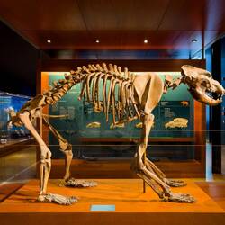 Full skeleton of a cave bear ... Museum Ladin Ursus ladinicus — San Cassiano, Italy.