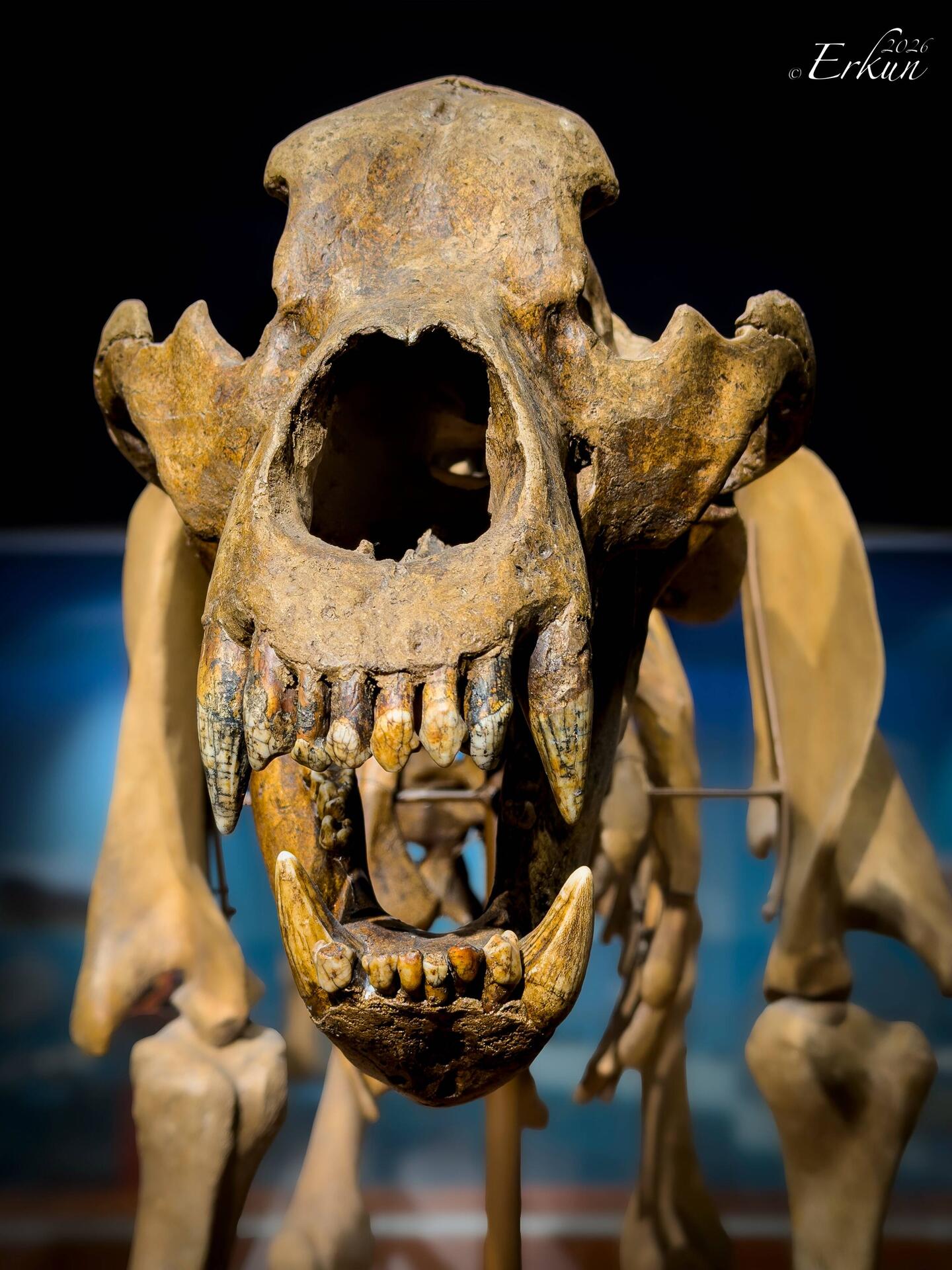 Ursus ladinicus ... a cave bear subspecies found in 1987 in a cave on Conturines Peak.