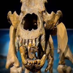 Ursus ladinicus ... a cave bear subspecies found in 1987 in a cave on Conturines Peak.