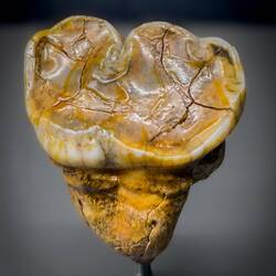 Molar of a cave bear ... Museum Ladin Ursus ladinicus — San Cassiano, Italy.