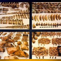 Poster showing the bones found in the cave ... Museum Ladin Ursus ladinicus — San Cassiano.