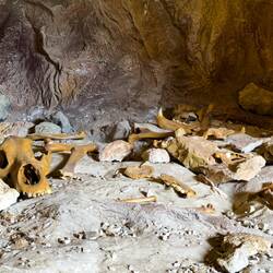A closer look at a sample of bones from the cave ... Museum Ladin Ursus ladinicus — San Cassiano.