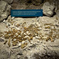 Bones from newborn cave bears that did not survive were also found in the Conturines cave.