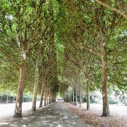 Fabulous avenues of 'green'