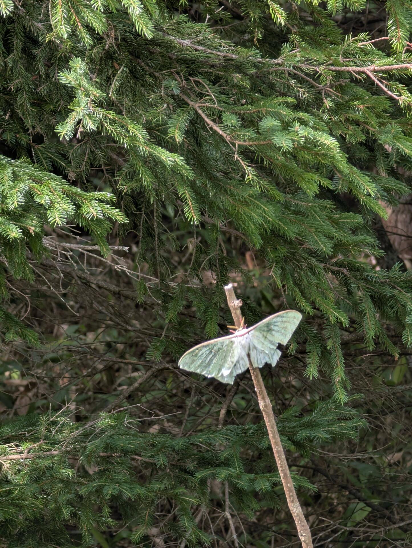 Luna Moth