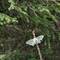 Luna Moth