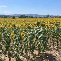 German sunflowers