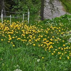 Trollius meadow