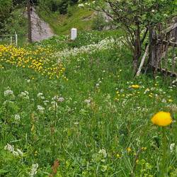 Trollius meadow