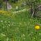 Trollius meadow
