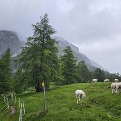 Long-eared goats