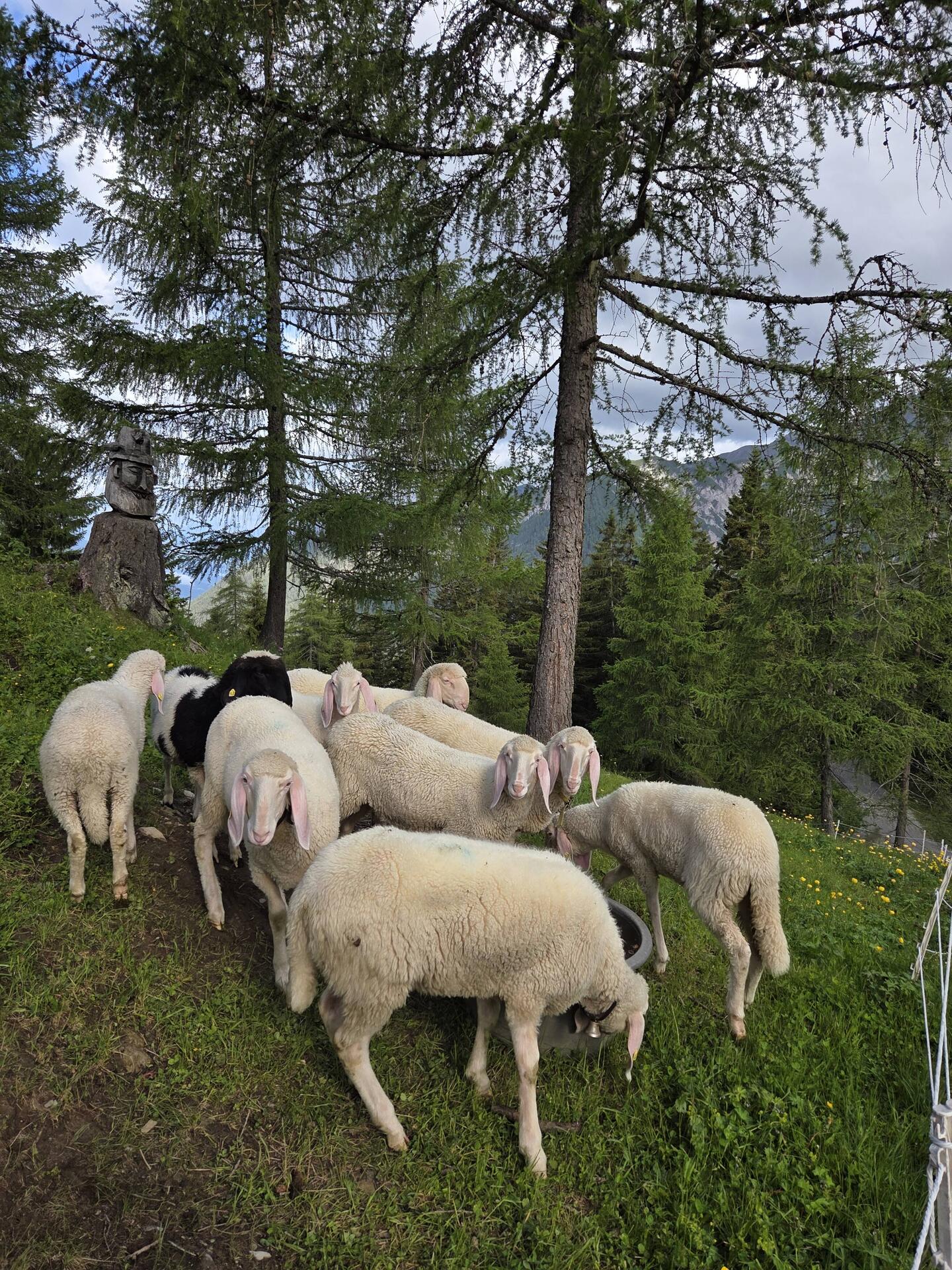 Long-eared goats