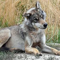 Böser Wolf? 🤔