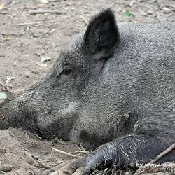 Wildschwein