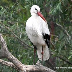 Storch