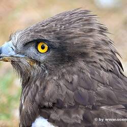 Schlangenadler