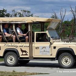 Safari